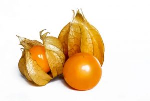 Physalis