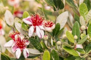 feijoa