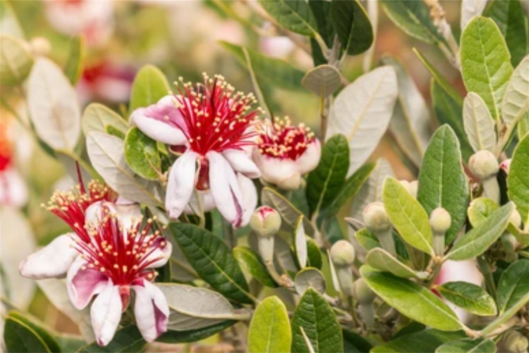 feijoa