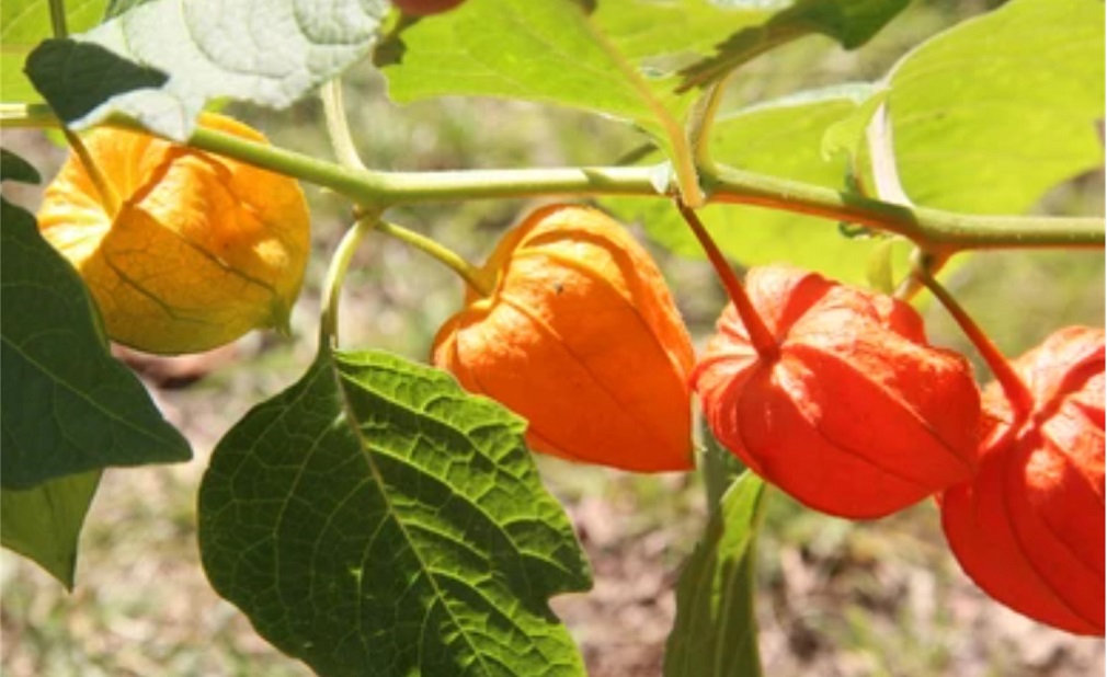 plante Physalis