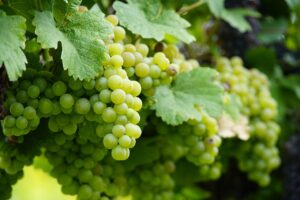 vin lyonnais